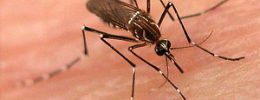Mosquitos