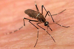 Mosquitos